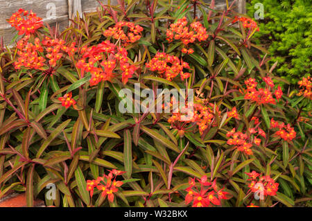 Euphorbia griffithii Fireglow mit orange-rot und gelb involucres cvathia auch grüne Blätter einige mit wenig Rot und Gelb drehen im Herbst Stockfoto