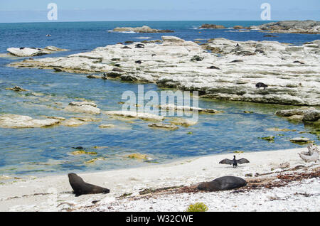 Kolonie von Pelzrobben in Kaikoura, Neuseeland Stockfoto