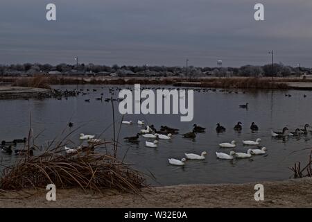 Zahme Enten und Gänse mit einigen Kanada Gänse an öffentlichen Angelsee, Lindsey Park, Canyon, Texas. Stockfoto