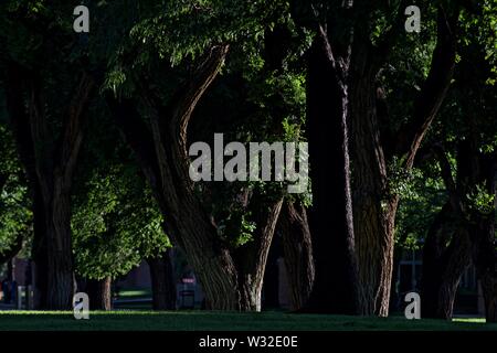 Shady Grove von alten Bäumen, West Texas A&M Campus, Canyon, Texas Stockfoto