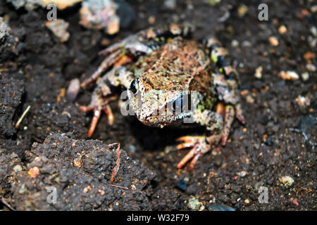 Irdenen Frosch sitzt auf dem Boden und schaut in die Kamera. Close-up. Stockfoto