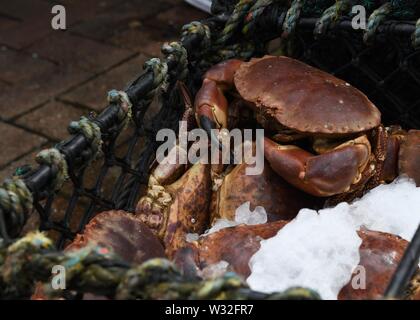 Live Krabben auf Eis in Oban, Schottland, Großbritannien, Europa Stockfoto