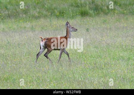 Ein Rotwild (Cervus elaphus) flanieren durch die Wiesen im Sommer auf der Isle of Mull, Inneren Hebriden, Schottland, Großbritannien, Europa Stockfoto