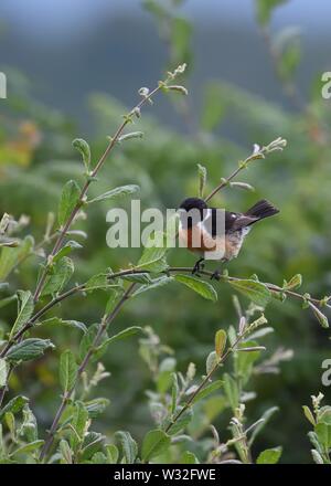 Eine europäische Schwarzkehlchen (Saxicola rubicola), eine Säugetierart, Mull, Schottland, Großbritannien, Europa Stockfoto