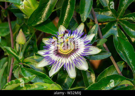 Closeup wunderschönen Passionsblume Passiflora caerulea Hintergrund Stockfoto