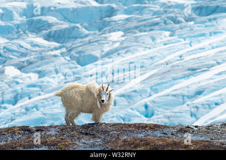 Bergziege über den Exit Gletscher im Kenai Fjords National Park in Southcentral Alaska. Stockfoto