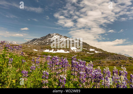 Arktis Lupine bei Thompson Pass in Southcentral Alaska. Stockfoto