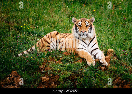 Tiger entspannt, die auf dem Gras Stockfoto