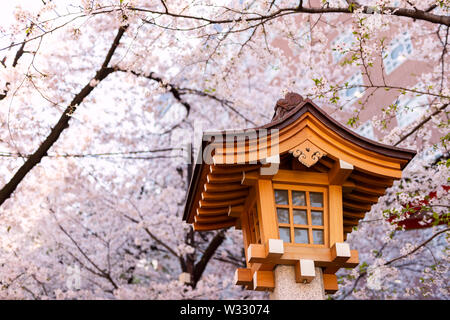 Hanazono Heiligtum in Shinjuku Station, Tokyo, Japan mit inari Tempel mit orange Holz- Lampe Architektur an Cherry Blossom flower Saison Stockfoto