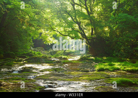 Frisches Grün Kikuchi Schlucht, Präfektur Kumamoto, Japan Stockfoto