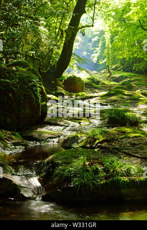 Frisches Grün Kikuchi Schlucht, Präfektur Kumamoto, Japan Stockfoto