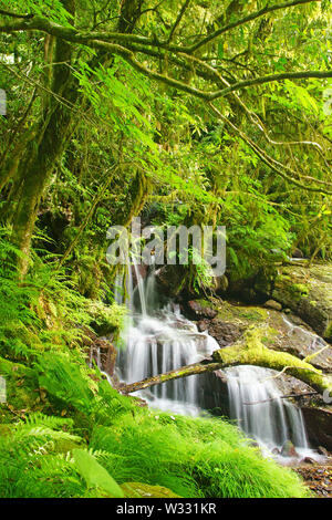 Frisches Grün Kikuchi Schlucht, Präfektur Kumamoto, Japan Stockfoto