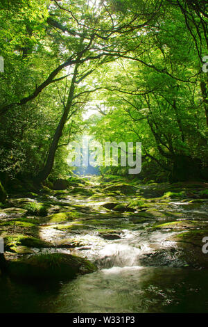 Frisches Grün Kikuchi Schlucht, Präfektur Kumamoto, Japan Stockfoto