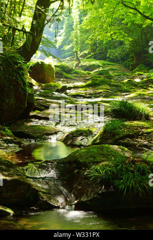 Frisches Grün Kikuchi Schlucht, Präfektur Kumamoto, Japan Stockfoto