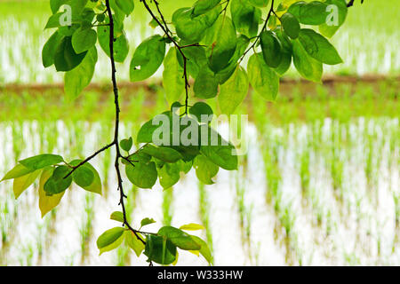 Tashinobusho, kostbare Dorf in Japan, die Welt landwirtschaftliche Welterbe Stockfoto