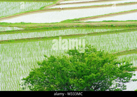 Tashinobusho, kostbare Dorf in Japan, die Welt landwirtschaftliche Welterbe Stockfoto