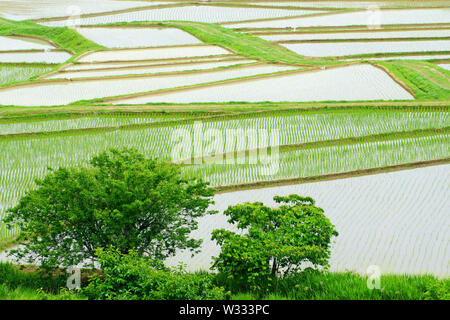 Tashinobusho, kostbare Dorf in Japan, die Welt landwirtschaftliche Welterbe Stockfoto