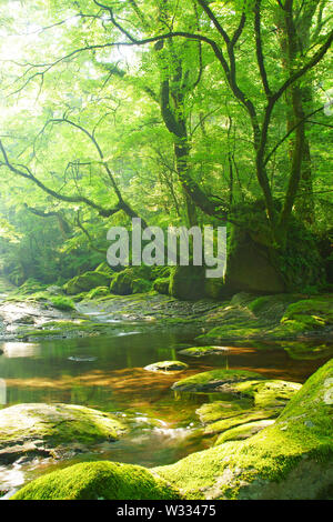 Frisches Grün Kikuchi Schlucht, Präfektur Kumamoto, Japan Stockfoto