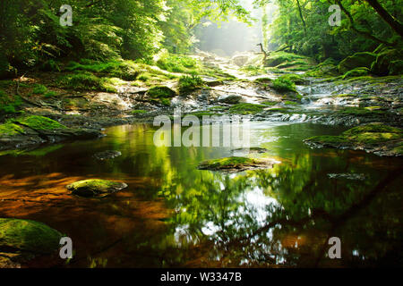 Frisches Grün Kikuchi Schlucht, Präfektur Kumamoto, Japan Stockfoto