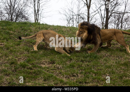 Bahati und Ina, die beiden afrikanischen Löwen an den Fort Wayne Children's Zoo, während ihrer Paarungsritual in ihrem Gehege in Fort Wayne, Indiana, USA. Stockfoto