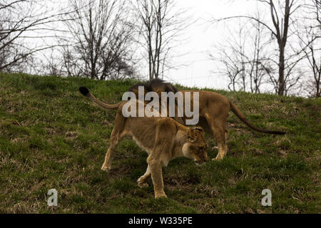 Bahati und Ina, die beiden afrikanischen Löwen an den Fort Wayne Children's Zoo, während ihrer Paarungsritual in ihrem Gehege in Fort Wayne, Indiana, USA. Stockfoto