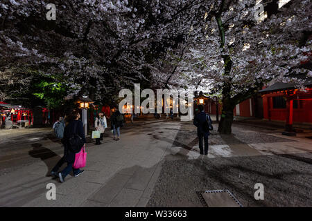 Tokyo, Japan - 4. April 2019: Hanazono Schrein inari Tempel mit Menschen zu Fuß im Garten Park mit Cherry Blossom Flowers an Bäumen in Shinjuku bei nahe. Stockfoto