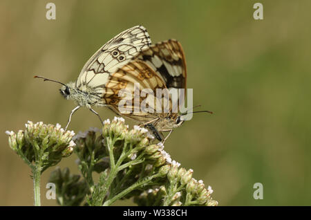 Ein paar hübsche Marbled White Butterfly, Melanargia galathea, hocken auf einem Yarrow flower in einem Feld in Großbritannien. Stockfoto