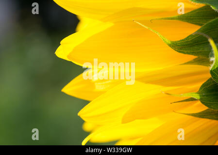 Sonnenblumen Blüten Makro selektiven Fokus Stockfoto