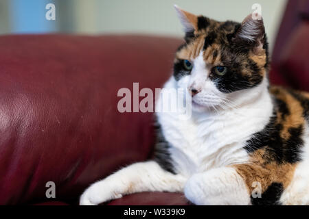 Nahaufnahme der älteren alten Calico Katze liegend auf rotem Leder Sofa oder Couch Ecke im Haus Wohnzimmer Stockfoto