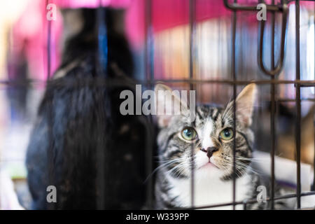 Nahaufnahme von zwei gestromt und Schwarz junge Katzen, Kätzchen in einem Käfig warten auf Annahme im Tierheim Stockfoto