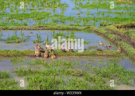 Enten auf einem Reisfeld, ländliche Landschaft, Insel Bali, Indonesien Stockfoto