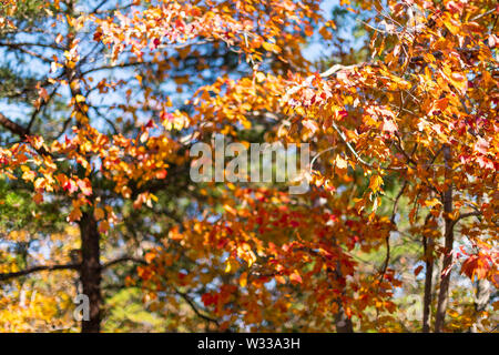 Great Falls gelb orange Herbst Ahorn farbe closeup in Maryland buntes Laub Wald in Billy Goat Trail Stockfoto
