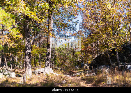 Great Falls gelb orange Bäume Ansicht im Herbst in Maryland buntes Laub Wald in Billy Goat Trail Stockfoto