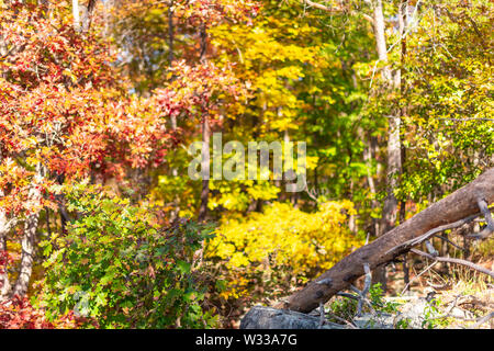 Great Falls orange Bäume im Herbst Blätter farbe closeup in Maryland buntes Laub Wald in Billy Goat Trail Stockfoto