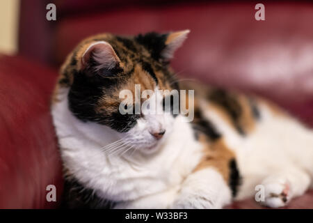 Nahaufnahme der älteren alten Calico Katze im Wohnzimmer auf rotem Leder Sofa Couch in der Ecke liegen, müde oder genervt Stockfoto
