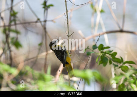 Baltimore Oriole (Icterus Galbula) Stockfoto