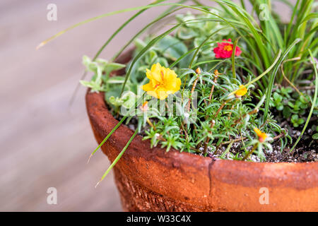 Nahaufnahme des gelben Desert Rose Blüten in grossen Blumentopf Blumentopf Dekoration auf der Veranda des Hauses mit saftigen Anlage Stockfoto