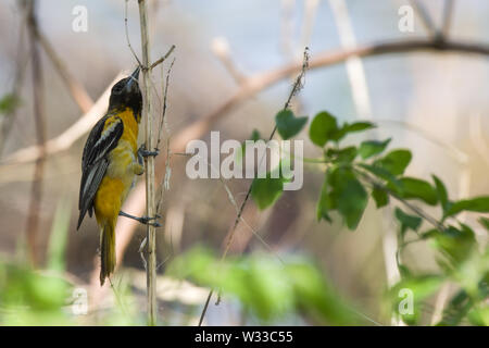 Baltimore Oriole (Icterus Galbula) Stockfoto