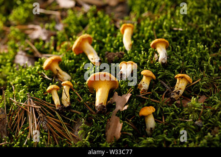 Pfifferlinge auf grünen Wald Moos. Helle Pilze im Sommer Wald. Close-up. Stockfoto