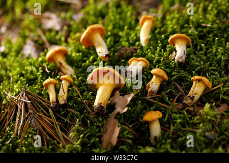 Pfifferlinge auf grünen Wald Moos. Helle Pilze im Sommer Wald. Close-up. Stockfoto