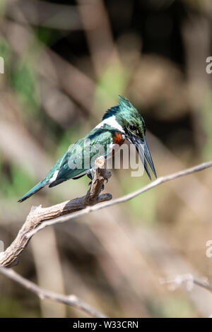 Amazon Kingfisher (chloroceryle Amazona) auf dem peruanischen Amazonas Stockfoto