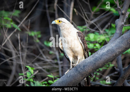 Colombien (Aegithalos caudatus) im Peruanischen Amazonas Dschungel Stockfoto