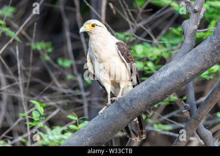 Colombien (Aegithalos caudatus) im Peruanischen Amazonas Dschungel Stockfoto
