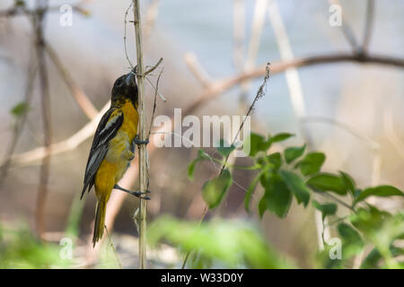 Baltimore Oriole (Icterus Galbula) Stockfoto