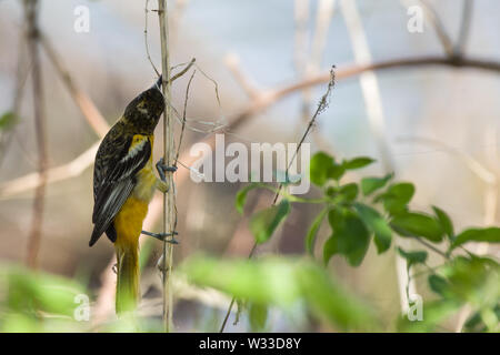 Baltimore Oriole (Icterus Galbula) Stockfoto