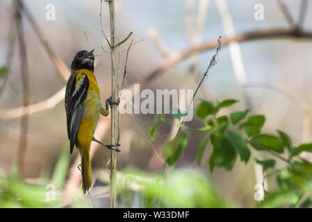 Baltimore Oriole (Icterus Galbula) Stockfoto