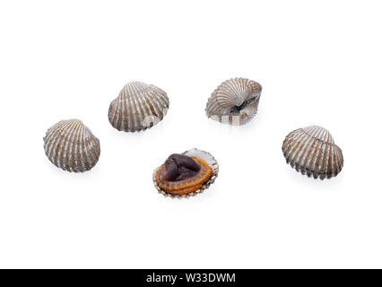 Herzmuscheln Meeresfrüchte auf weißem Hintergrund Stockfoto