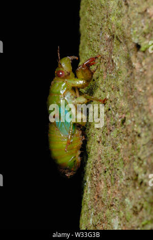 Grüne Zikade (Cicadoidea sp.), die sich aus den Larven Fall n Kibale Nationalpark, Uganda. Zuerst in der Reihenfolge der Sieben. Stockfoto