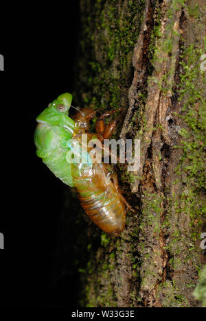 Grüne Zikade (Cicadoidea sp.), die sich aus den Larven Fall n Kibale Nationalpark, Uganda. An zweiter Stelle in der Reihenfolge der Sieben. Stockfoto