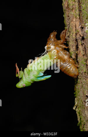 Grüne Zikade (Cicadoidea sp.), die sich aus den Larven Fall n Kibale Nationalpark, Uganda. Dritte in Folge von sieben. Stockfoto